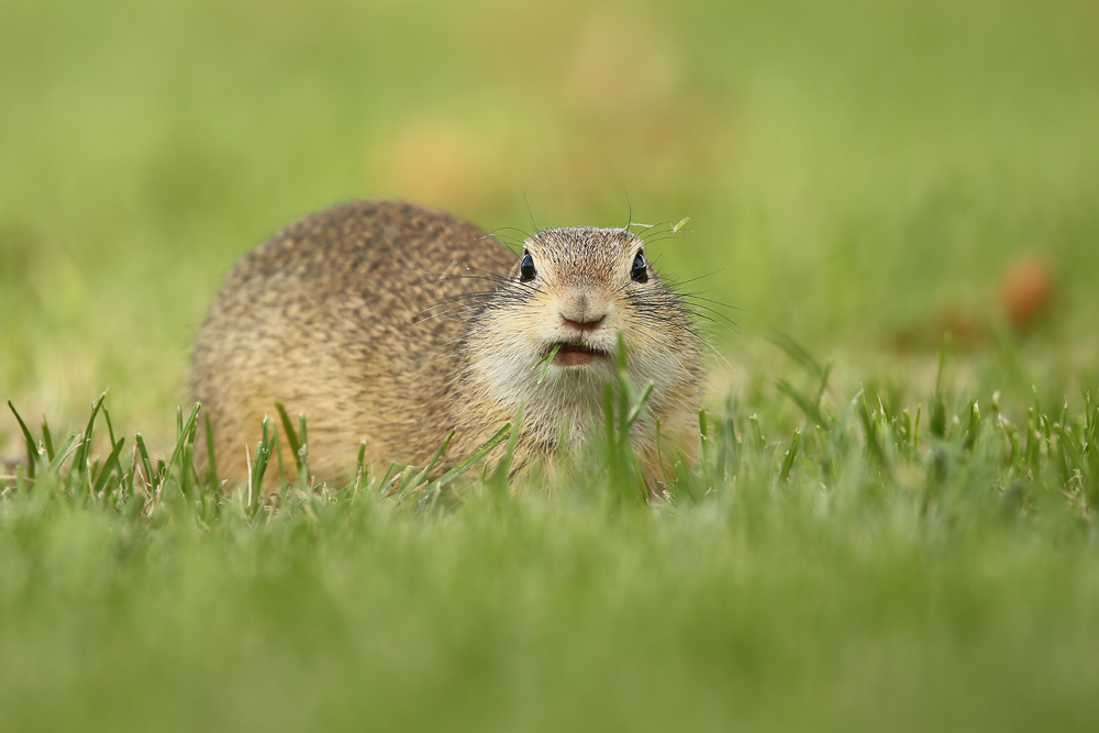 Europäische Ziesel (Spermophilus citellus)