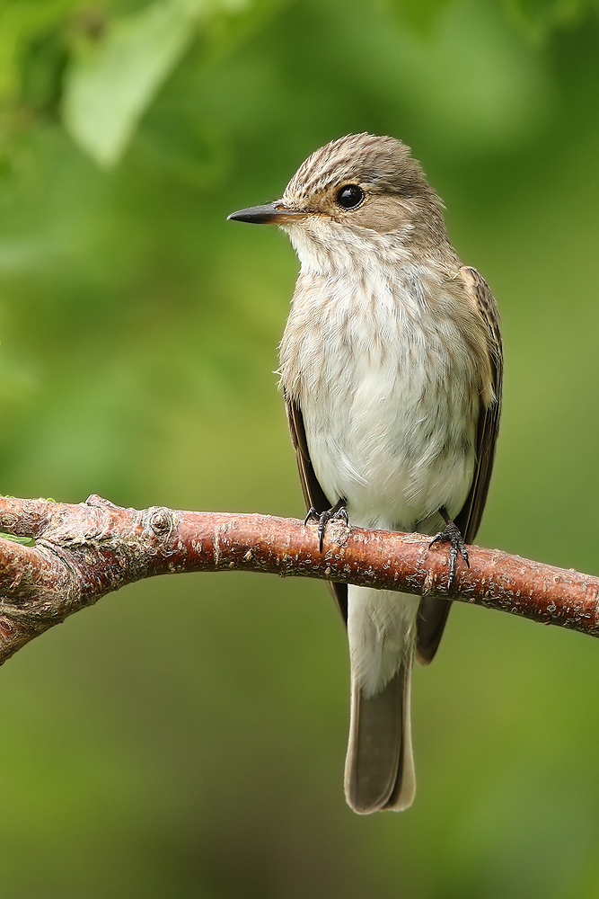 Grauschnäpper (Muscicapa striata)