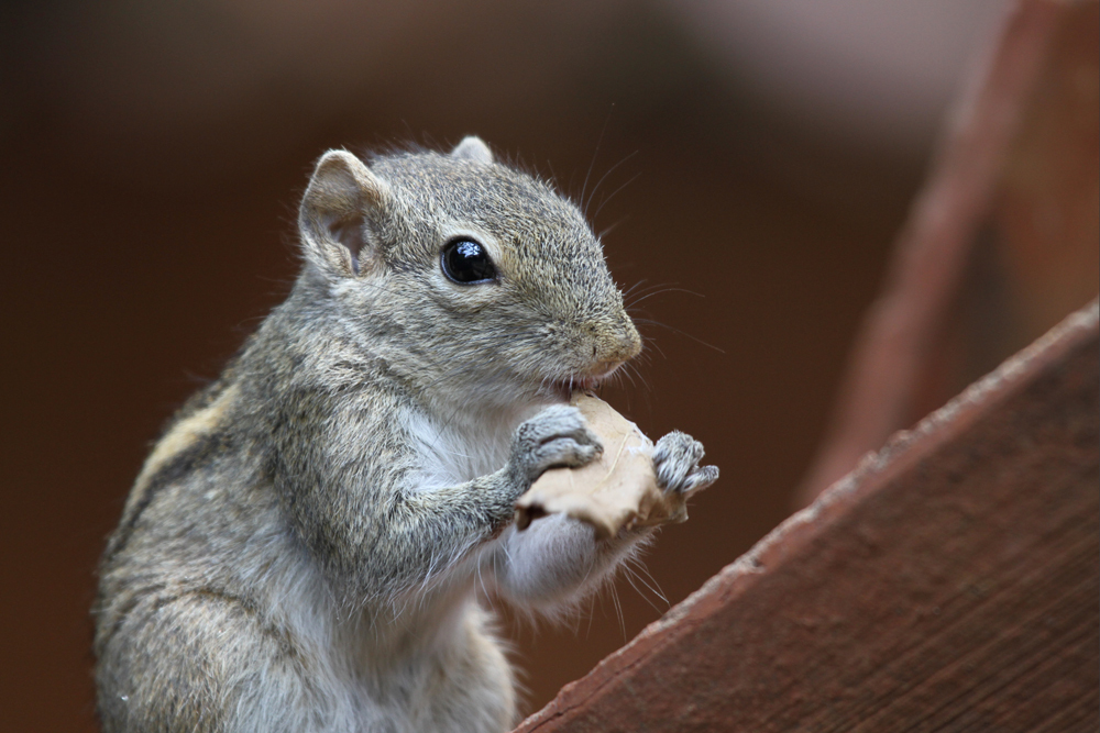 Indisches Palmenhörnchen, Palm squirrel (Funambulus palmarum) / Negombo