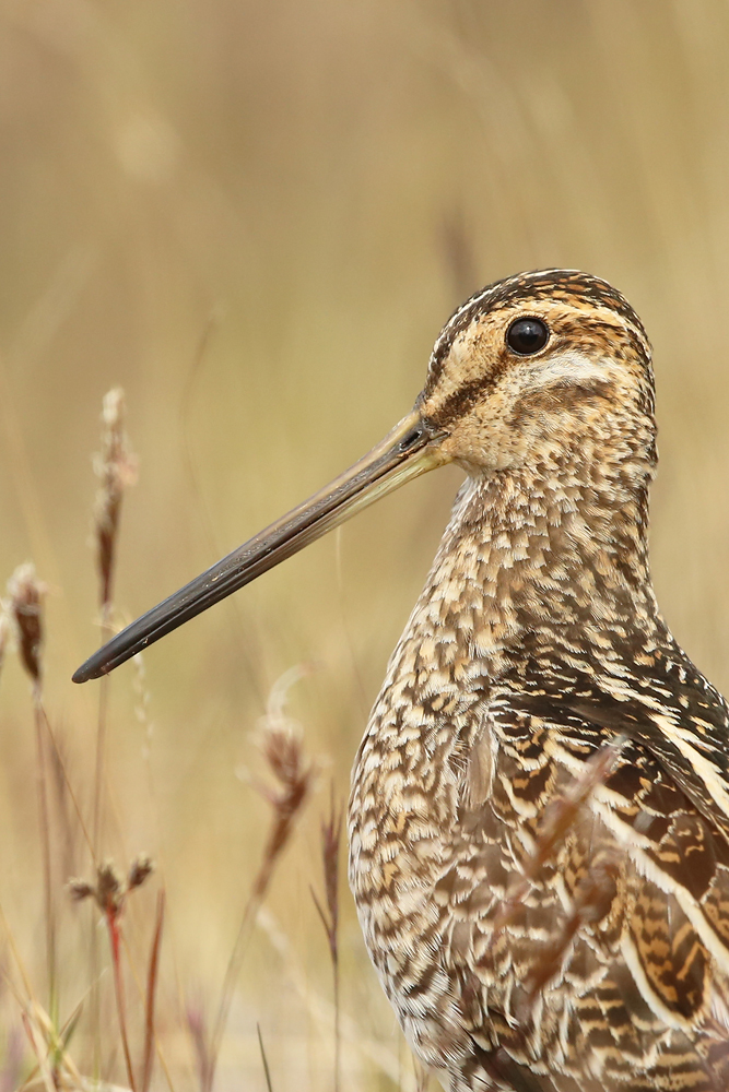 Bekassine (Gallinago gallinago)
