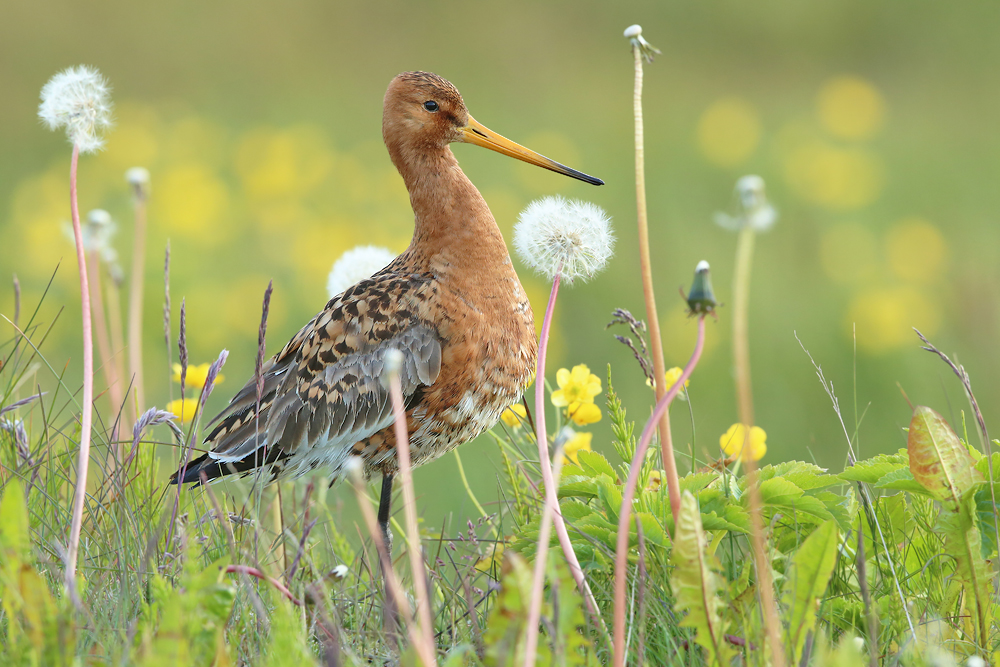 Isländische Uferschnepfe (Limosa limosa islandica)