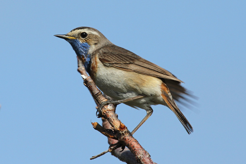 Rotsterniges Blaukehlchen, Bluethroat (Luscinia svecica sveica)