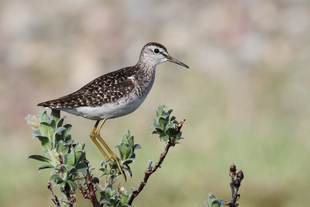 Bruchwasserläufer, Wood Sandpiper (Tringa glareola)