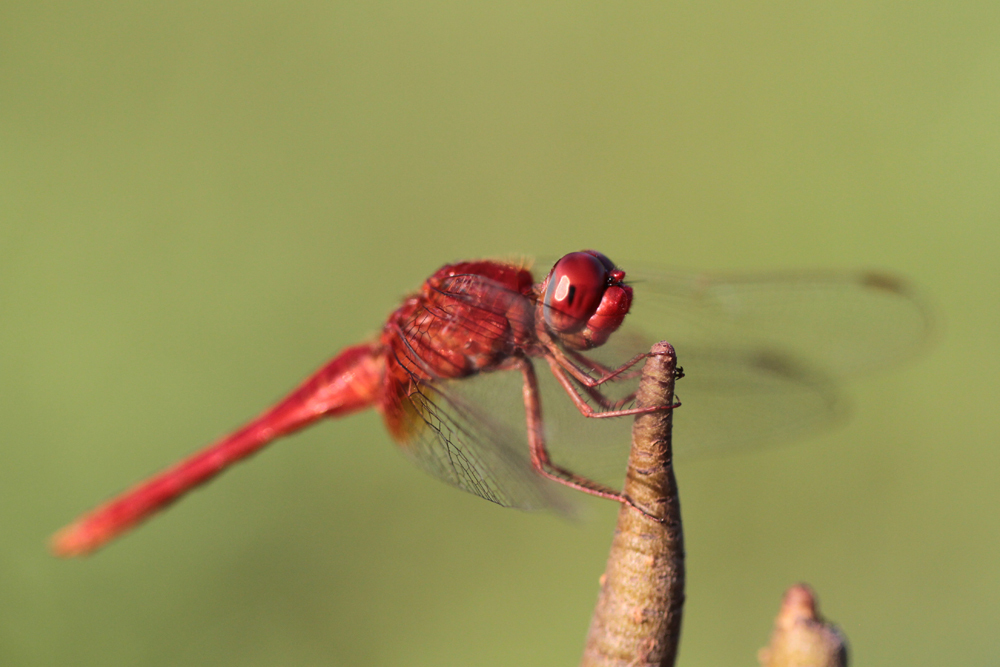 Spine–legged Redbolt (Rhodothemis rufa) / Kalametiya - Foto von Livia Haag