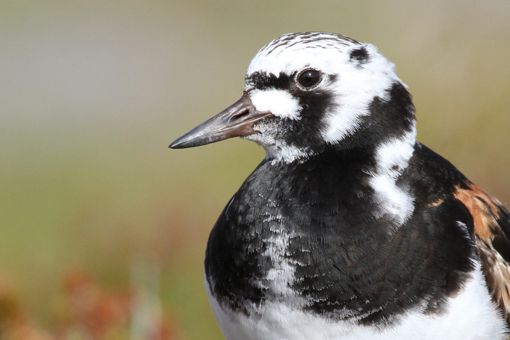 Steinwälzer, Ruddy Turnstone (Arenaria interpres)