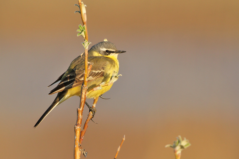 Östliche Schafstelze, Eastern Yellow Wagtail (Motacilla tschutschensis)