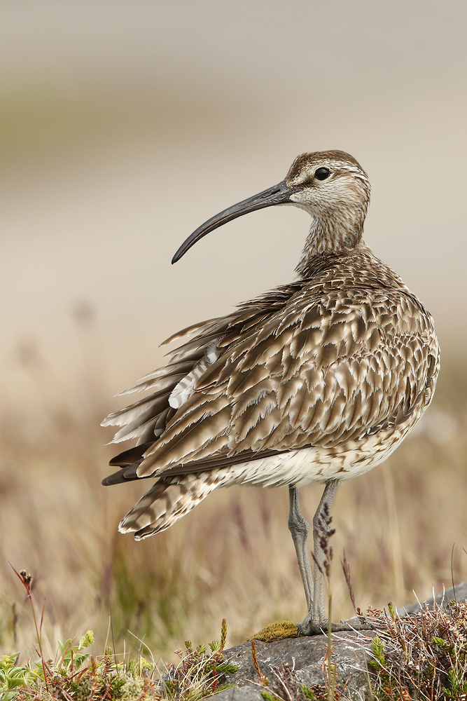 Regenbrachvogel (Numenius phaeopus)