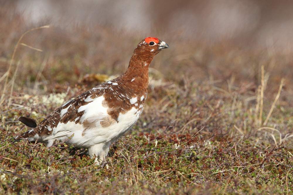 Moorschneehuhn, Willow Ptarmigan (Lagopus lagopus)