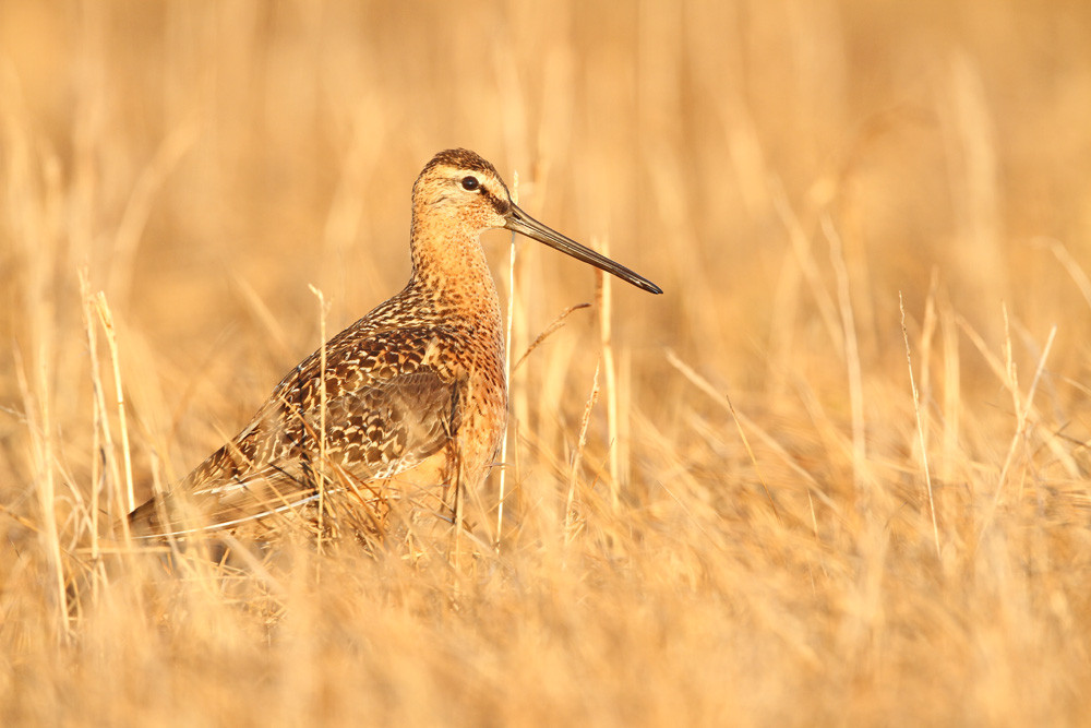 Grosser Schlammläufer, Long-billed Dowitcher (Limnodromus scolopaceus)