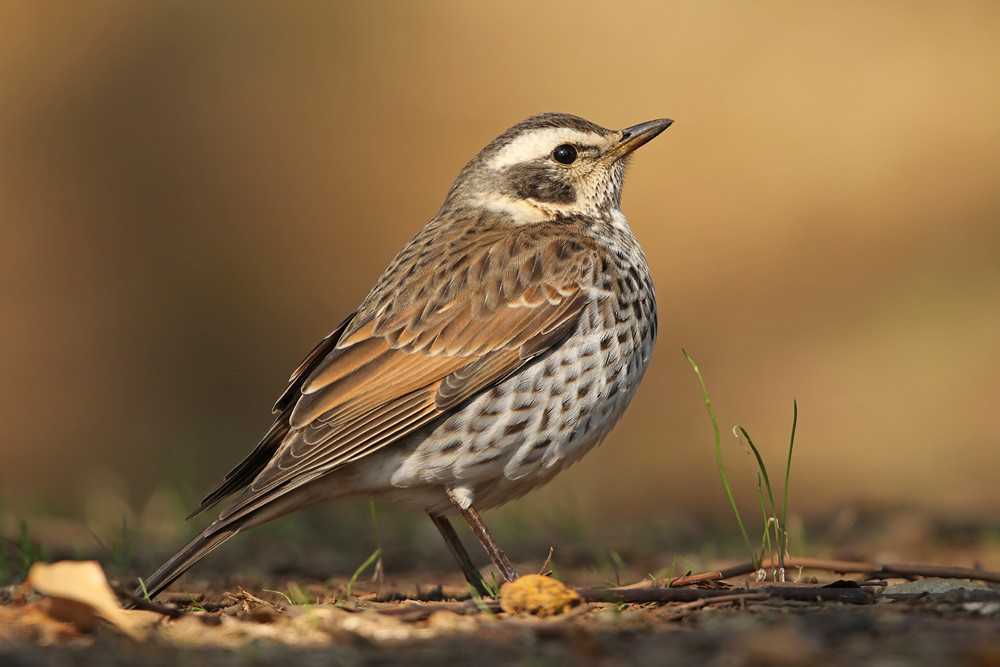 Naumanndrossel (Turdus eunomus)
