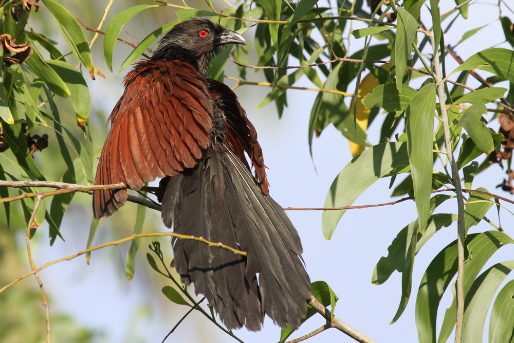 Mohrenkuckuck, Greater Coucal (Centropus sinensis) / Kalametiya