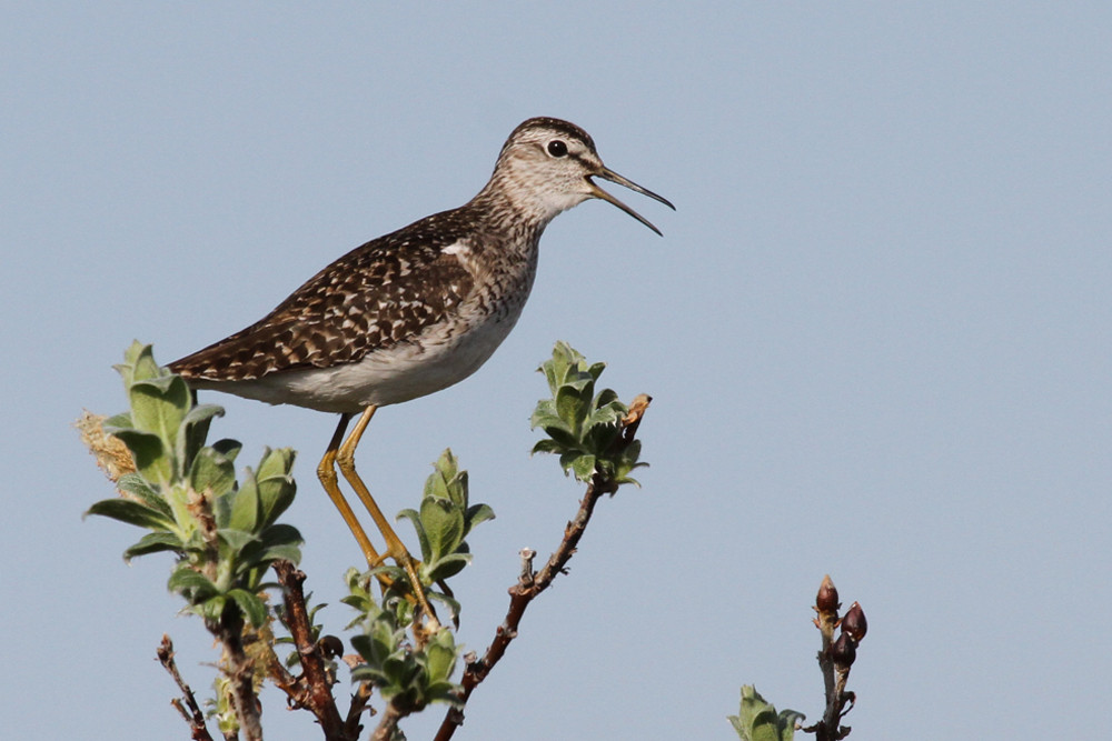Bruchwasserläufer, Wood Sandpiper (Tringa glareola)