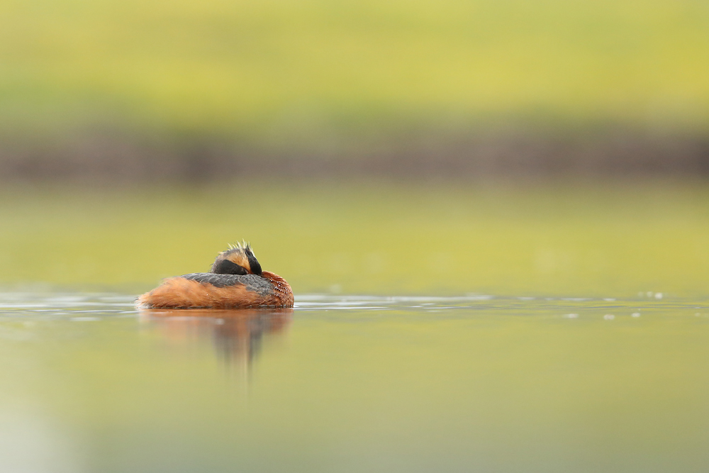 Ohrentaucher (Podiceps auritus)