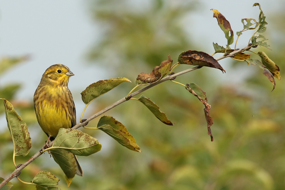 Goldammer (Emberiza citrinella)