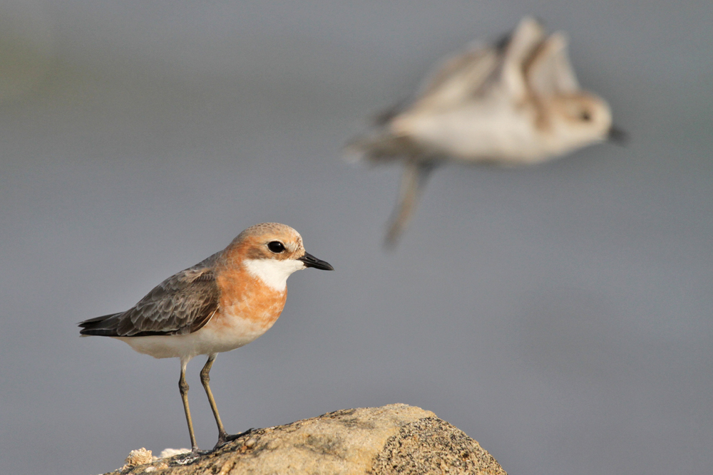 Mongolenregenpfeifer, Lesser Sand Plover (Charadrius mongolus) / Negombo