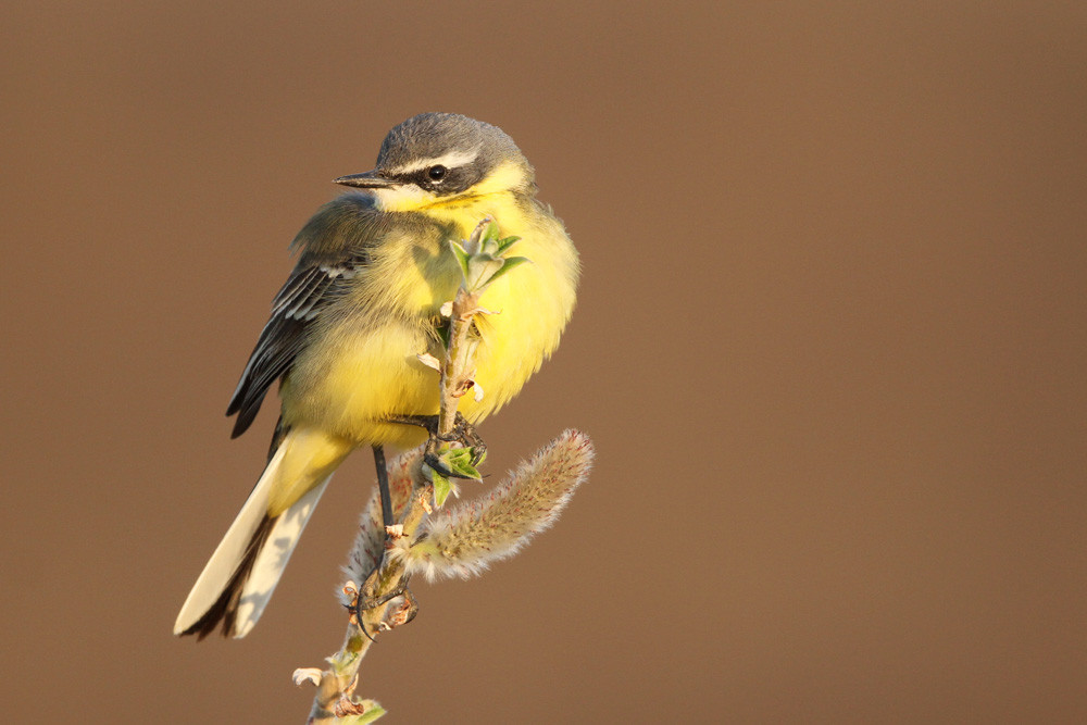 Östliche Schafstelze, Eastern Yellow Wagtail (Motacilla tschutschensis)