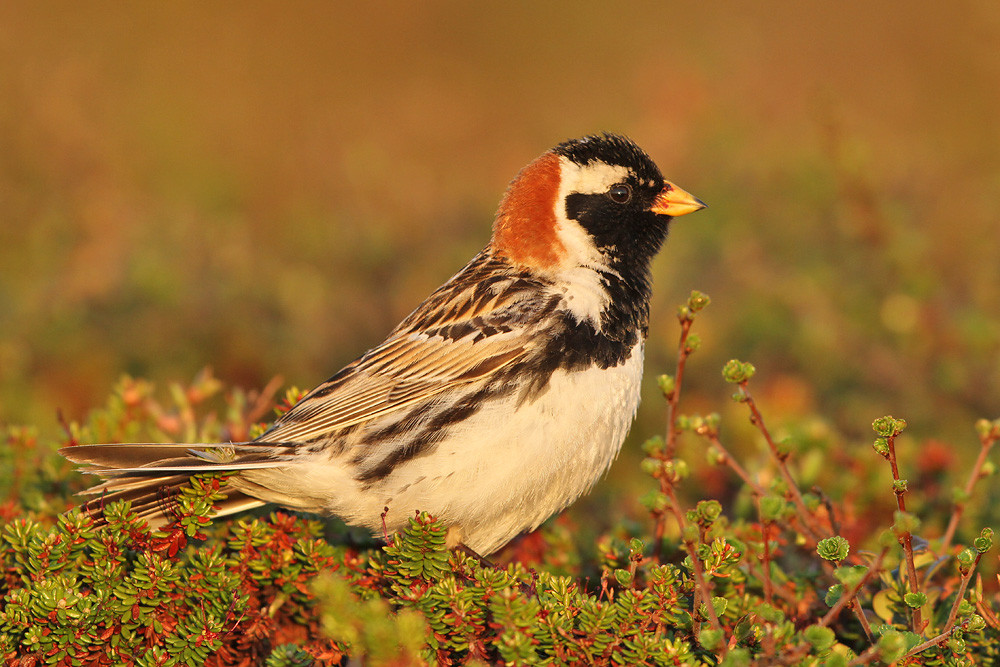 Spornammer, Lapland Longspur (Calcarius lapponicus)