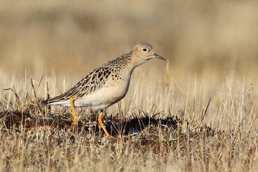 Grasläufer, Buff-breasted Sandpiper (Tryngites subruficollis)