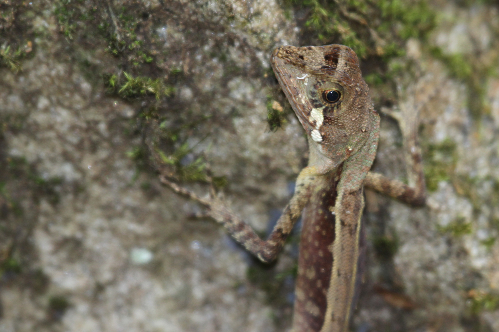 Wiegmanns Agame, Sri Lanka Kangaroo Lizard (Otocryptis wiegmanni) / Sinharaja