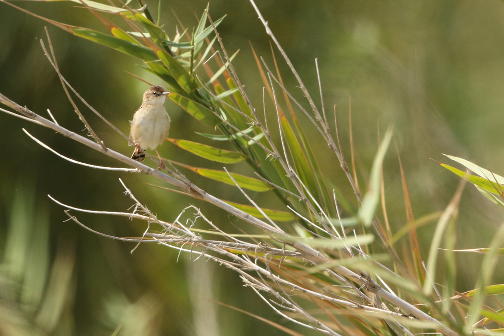 Zistensänger (Cisticola juncidis)