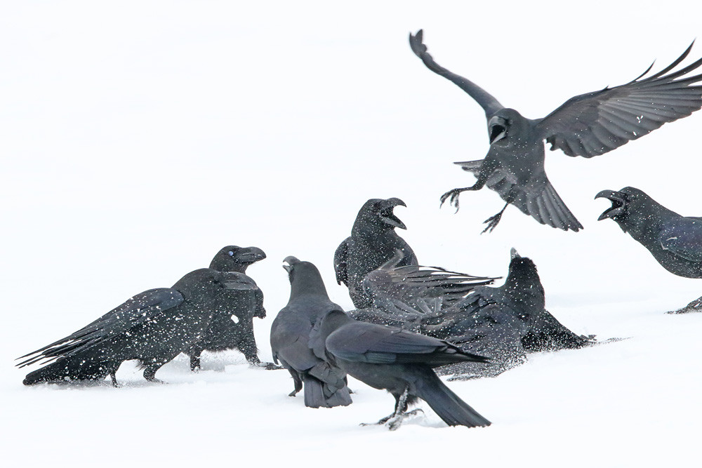 Dickschnabelkrähe (Corvus macrorhynchos)