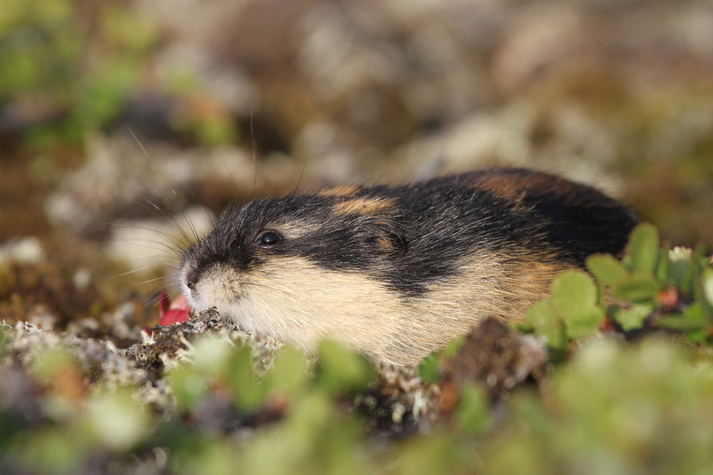 Berglemming, Norway Lemming (Lemmus lemmus)