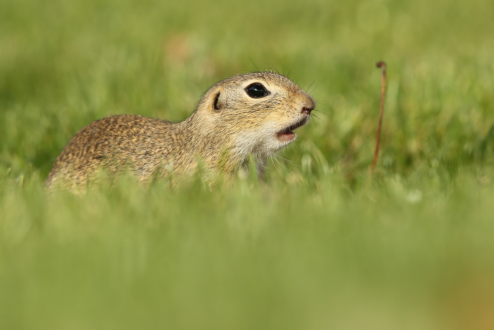 Europäische Ziesel (Spermophilus citellus)