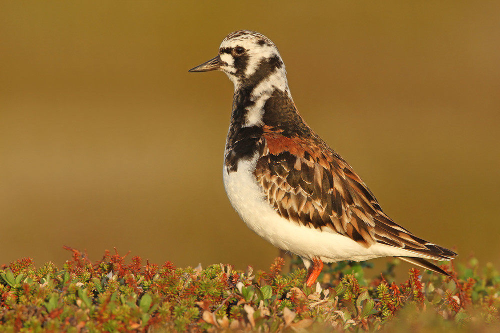 Steinwälzer, Ruddy Turnstone (Arenaria interpres)