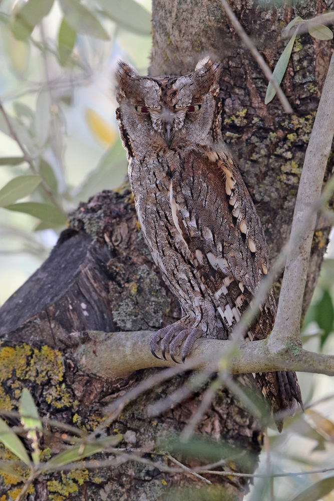 Zwergohreule (Otus scops)