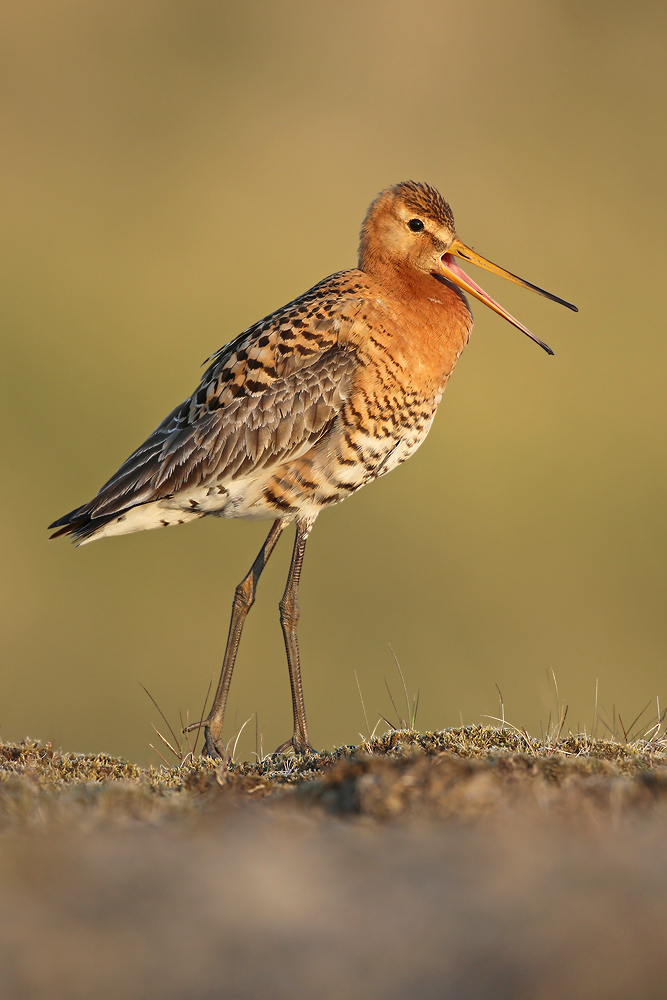 Isländische Uferschnepfe (Limosa limosa islandica)