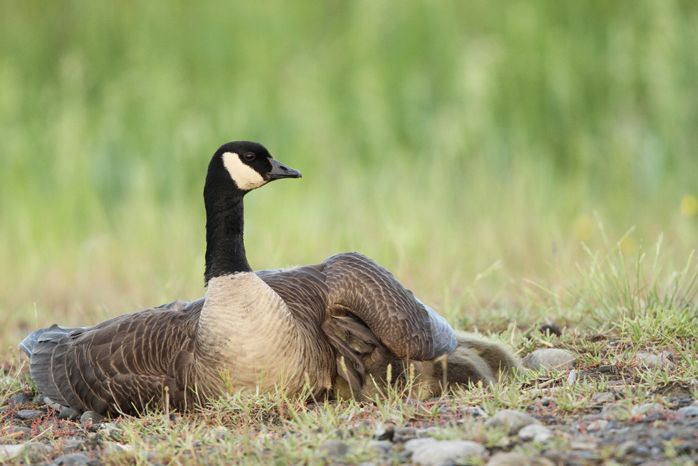 Kanadagans, Canada Goose (Branta canadensis)