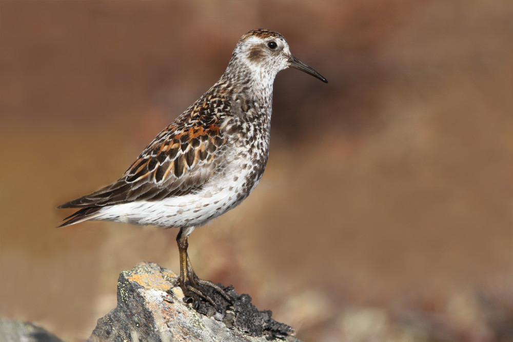 Beringstrandläufer, Rock Sandpiper (Calidris ptilocnemis ssp. tschuktschorum)