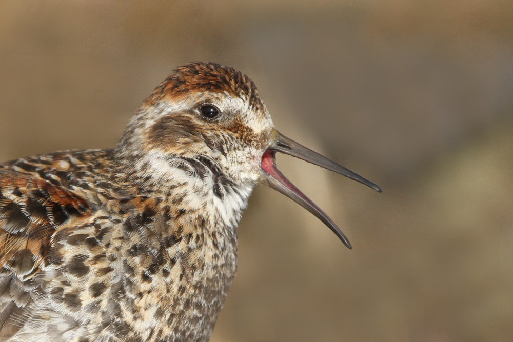 Beringstrandläufer, Rock Sandpiper (Calidris ptilocnemis ssp. tschuktschorum)