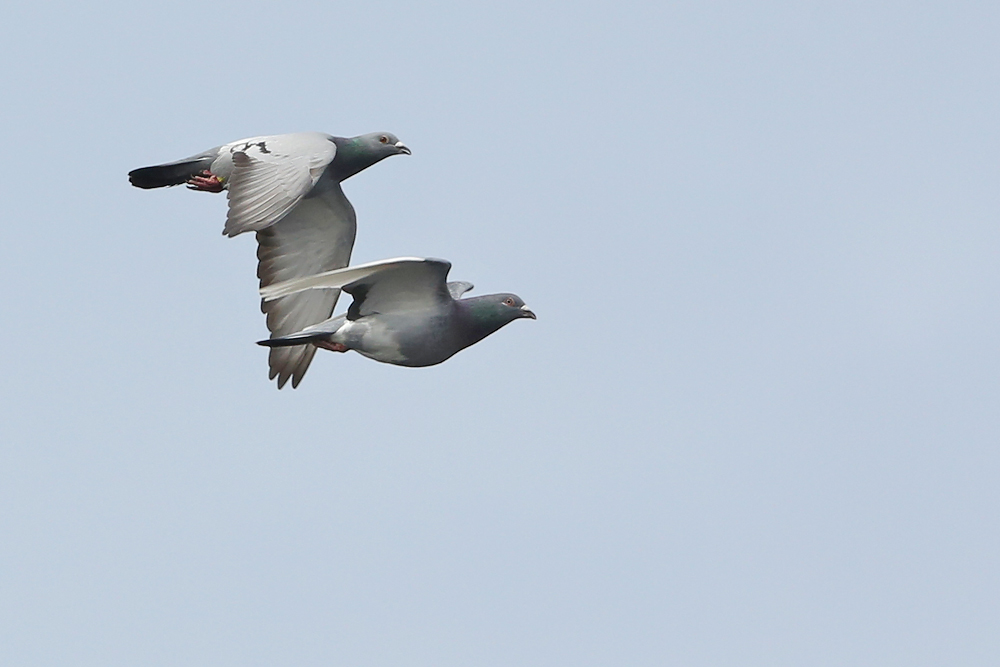 Felsentaube (Columba livia) x Strassentaube