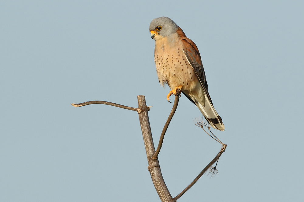 Rötelfalke (Falco naumanni)
