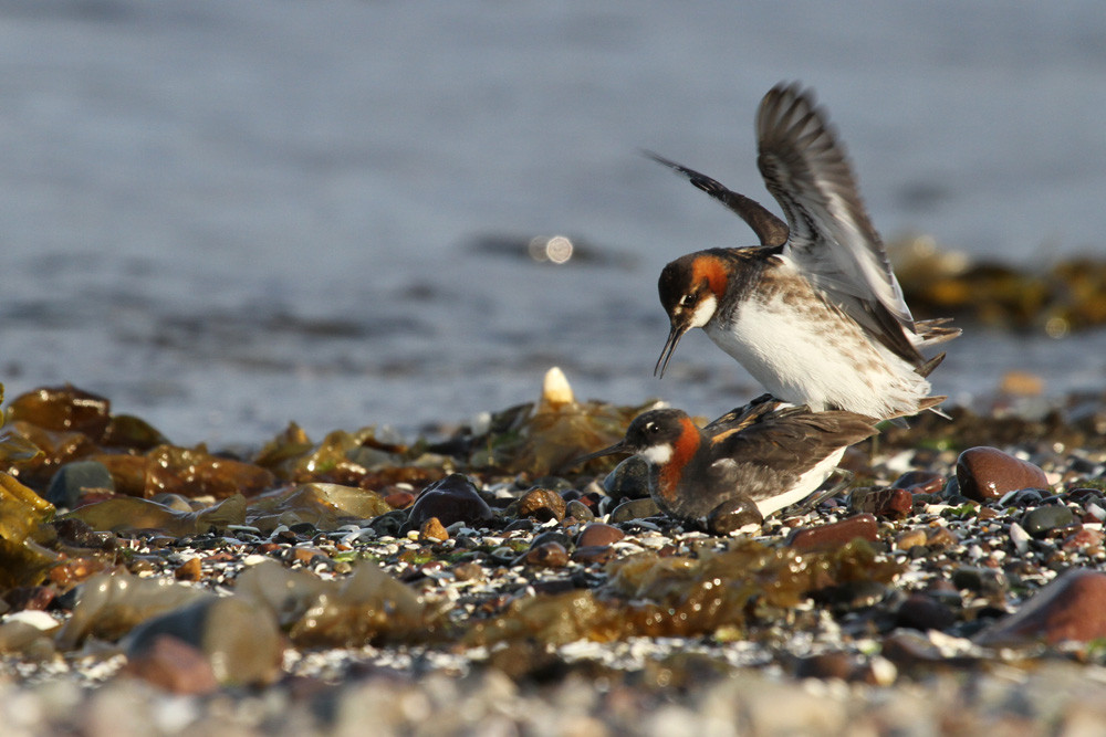 Odinshühnchen, Red-necked Phalarope (Phalaropus lobatus)