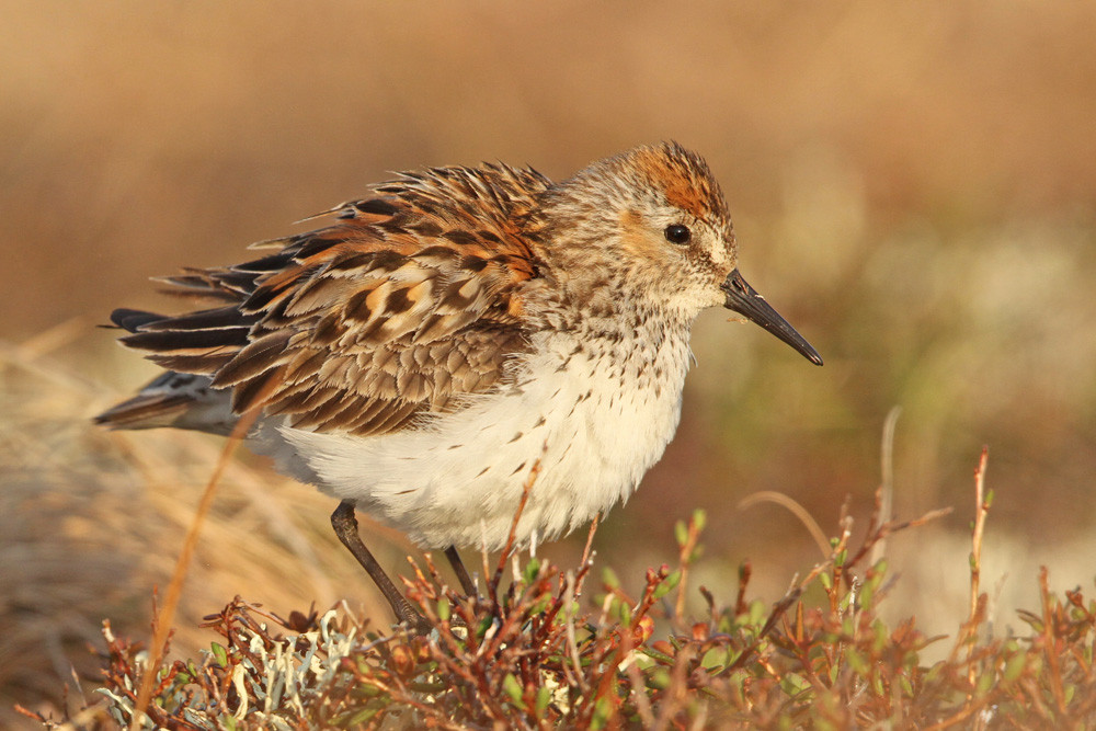  Bergstrandläufer, Western Sandpiper (Calidris mauri)