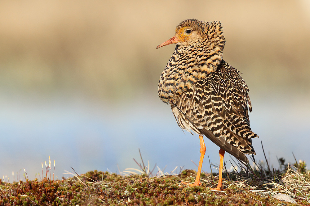 Kampfläufer, Ruff (Philomachus pugnax)