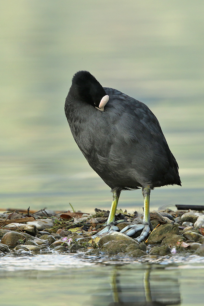 Blässhuhn (Fulica atra) 