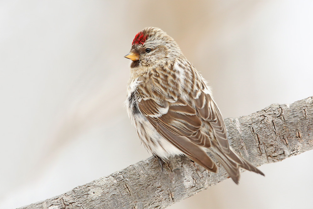 Birkenzeisig (Carduelis flammea)
