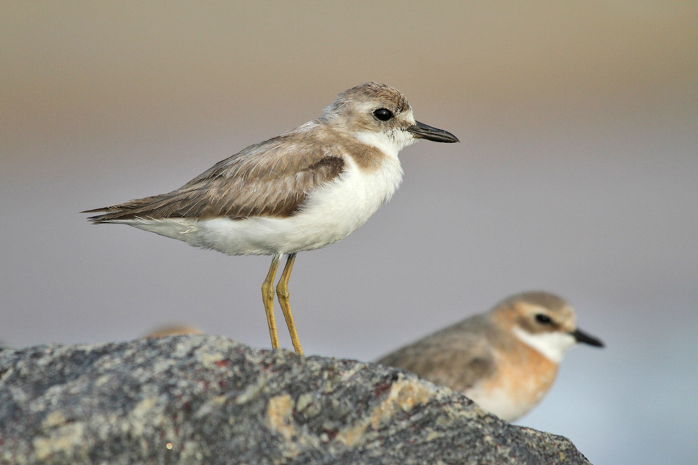 Wüstenregenpfeifer, Greater Sand Plover (Charadrius leschenaultii) / Negombo