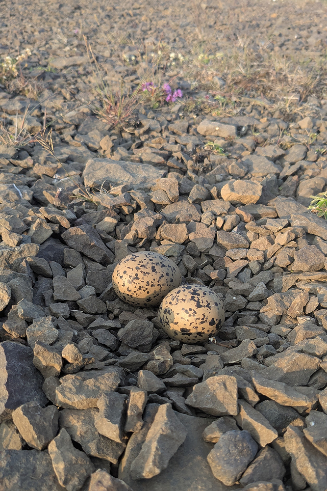 Austernfischer Gelege (Haematopus ostralegus)