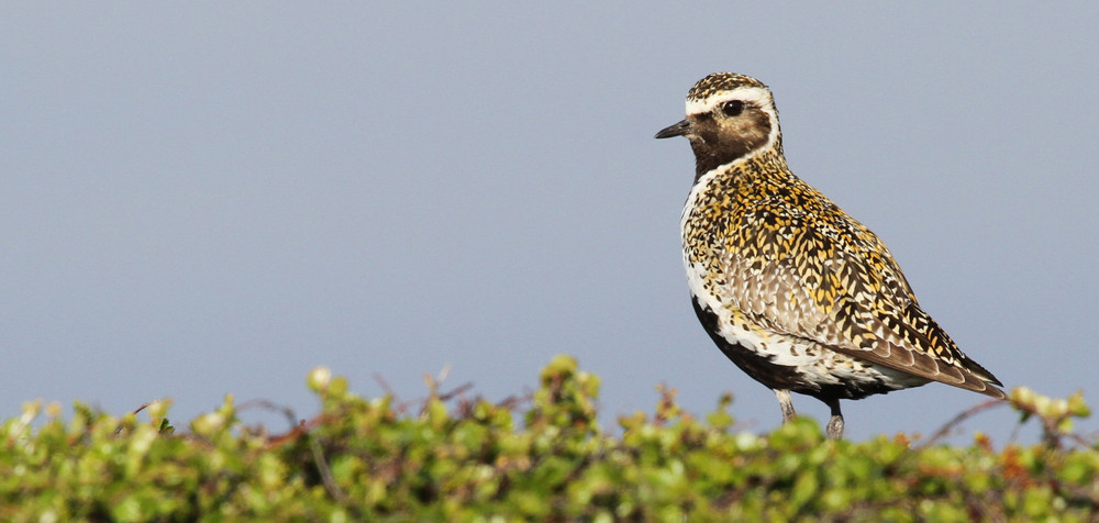 Goldregenpfeifer, European Golden Plover (Pluvialis apricaria)