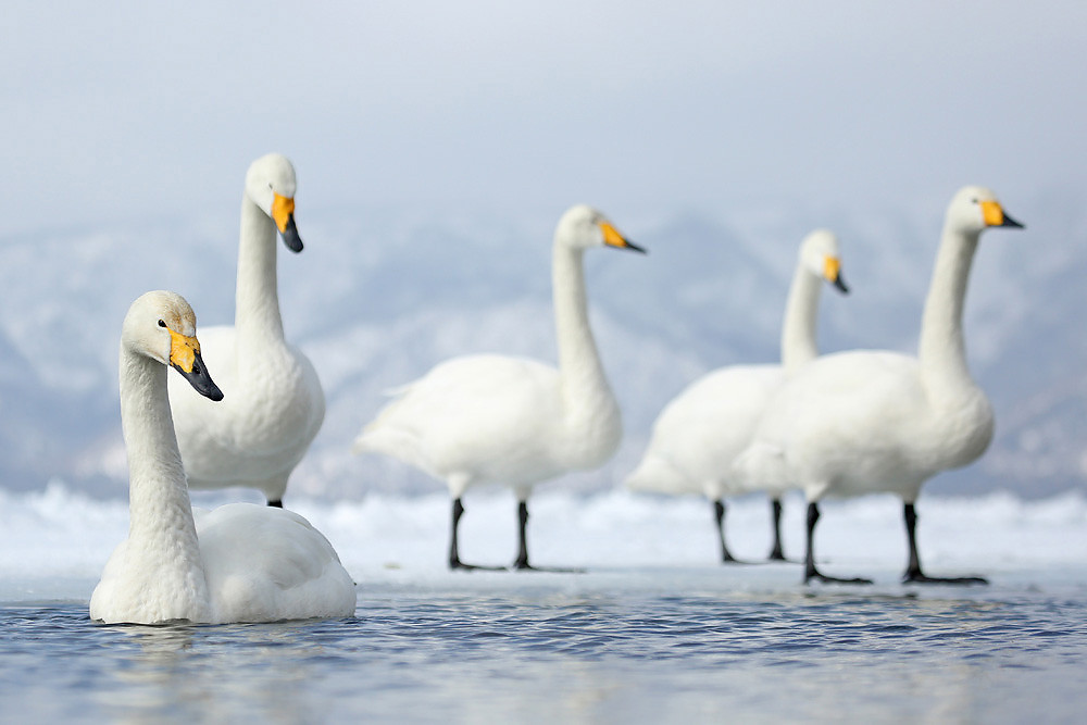 Singschwan (Cygnus cygnus) 
