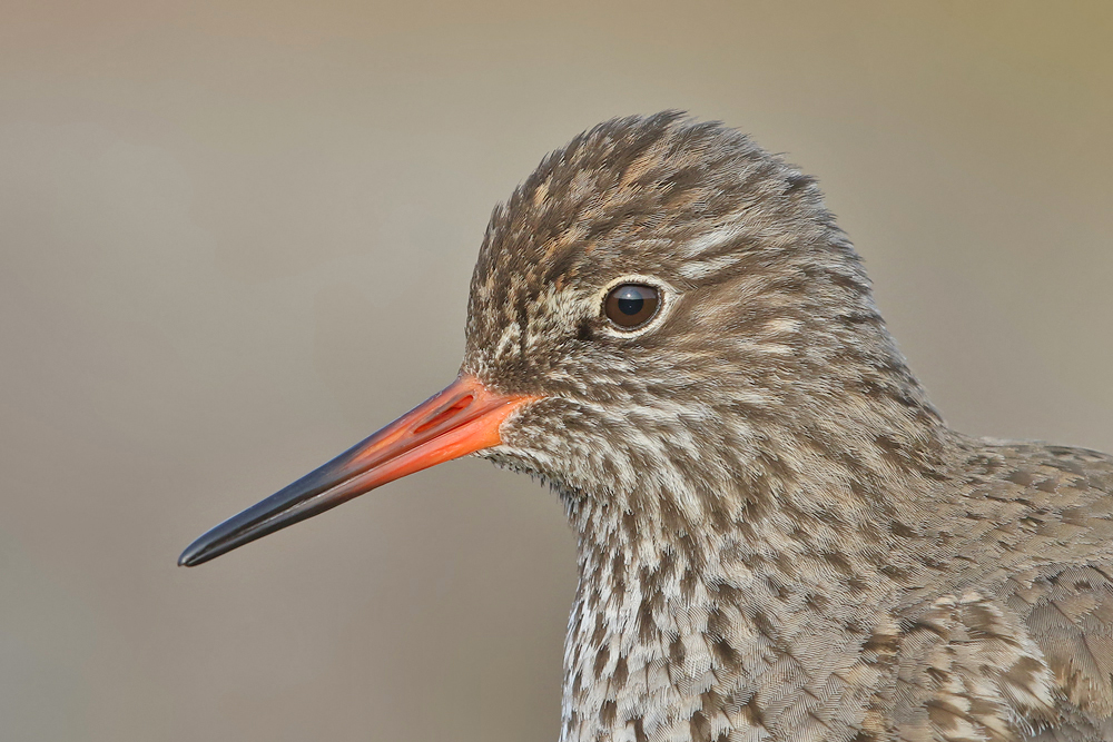 Rotschenkel (Tringa totanus)