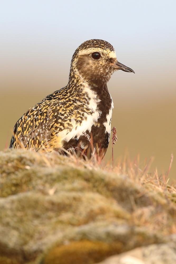 Goldregenpfeifer (Pluvialis apricaria)