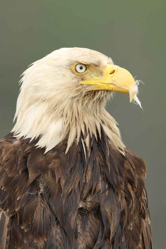 Weisskopfseeadler, Bald Eagle (Haliaeetus leucocephalus)