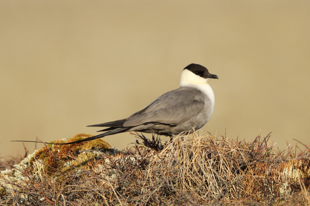 Falkenraubmöwe, Long-tailed Jaeger (Stercorarius longicaudus)