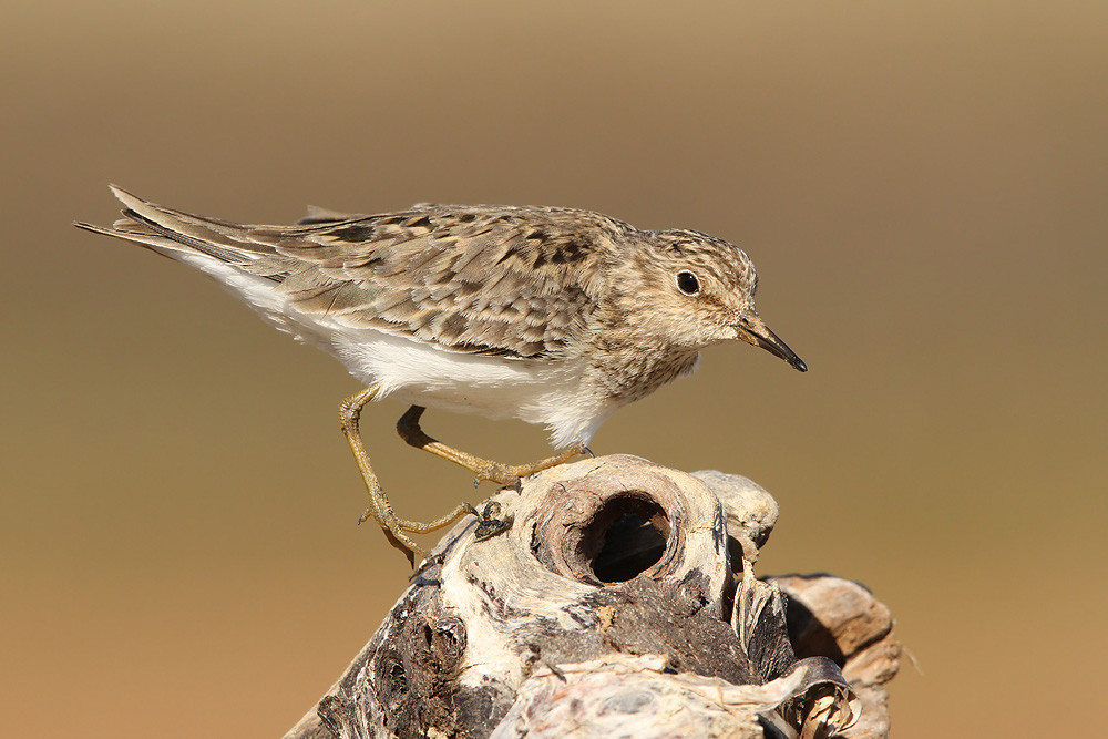  Temminckstrandläufer, Temminck's Stint (Calidris temminckii)