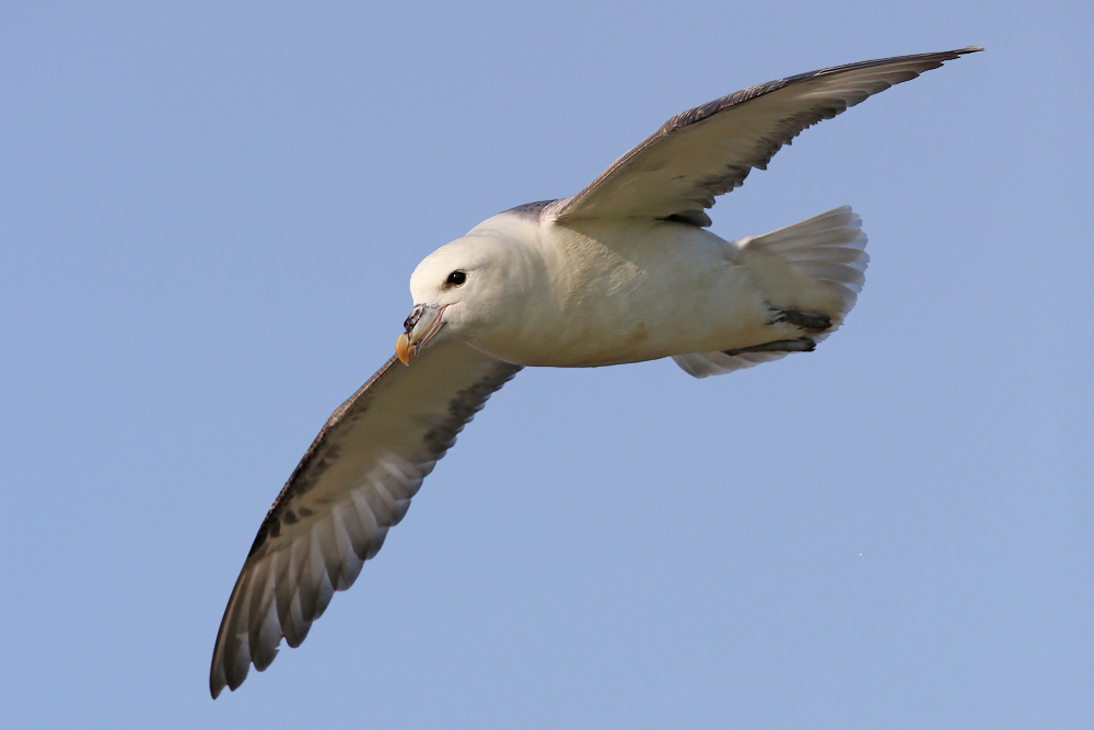 Eissturmvogel (Fulmarus glacialis)